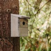 Peckish Everyday Wooden Nest Box