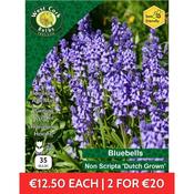 Bluebells Non Scripta Dutch Grown 35 Bulbs 7/8