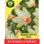 Daffodil Dwarf Carice 8 bulbs prepack