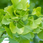 Gingko Biloba