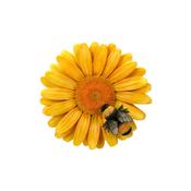 Vivid Arts Hanging Yellow Daisy with Bee