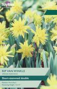 Taylors Narcissus Rip Van Winkle