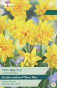 Taylors Narcissus Tete Boucle