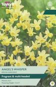 Taylors Narcissuc Angels Whisper