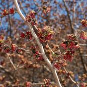 Parrotia persica Vanessa