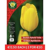 Tulip Single Golden Apeldoorn 25 Bulbs 10/11 image