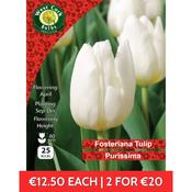 Tulip Single Purissima 25 Bulbs pack 10/11 image