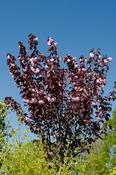 Prunus 'Royal Burgundy'