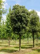 Quercus Ilex