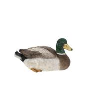 Vivid Arts Real Life Squatting Mallard Duck 24cm