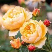 6Ltr David Austin Rosa 'Roald Dahl'