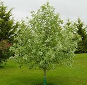Sorbus aria 'Lutescens'