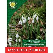 Galanthus woronowii 35 bulbs pack 5/6
