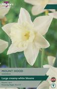 Taylors Narcissus Mount Hood image