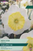 Taylors Narcissus New Star