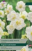 Taylors Narcissus Cheerfulness White