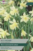 Taylors Narcissus W.P. Milner