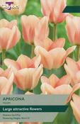 Taylors Tulip Apricona image