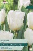 Taylors Tulip Calgary image