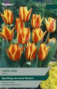 Taylors 8 Tulip Cape Cod image