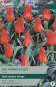 Taylors Tulip Red Riding Hood image