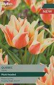 Taylors Tulip Quebec 10-11 image