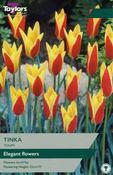 Taylors 9 Tulip Tinka