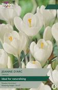 Taylors Crocus Jeanne D'Arc image