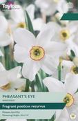 Taylors Narcissus Pheasant Eye
