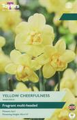Taylors Narcissus Yellow Cheerfulness 10-12 P/P