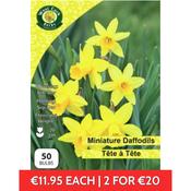 Tete à Tete Dwarf Daffodils 50 bulbs Net