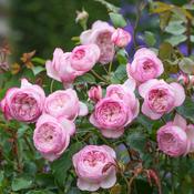 6Ltr David Austin Rosa 'The Mill on the Floss'