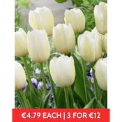 Tulip Triumph Pays Bas 8 bulbs prepack