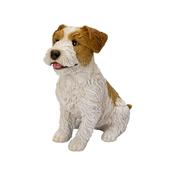 Wire Haired Jack Russell
