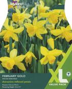 Taylors Narcissus February Gold image