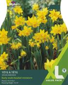 Taylors 18 Narcissus Tete A Tete image
