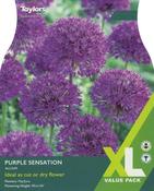 Taylors 15 Allium Purple Sensation