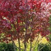 Acer Rubrum Summer Red