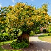 Castanea Sativa (Spanish Chestnut)