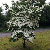 Cornus Kousa Chinensis