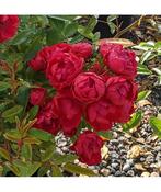 4.5L Rosa 'Mother's Day' Patio Rose