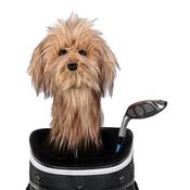 Daphne's Animal  Headcover  Scruffy Dog image