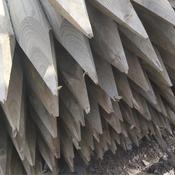 Pencil Stake 75mm 1.5m Treated (Green)