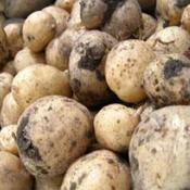 Homeguard Potatoes image