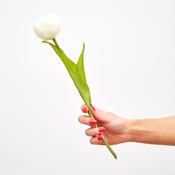 Cream Tulip Spray - Set of 6

heart