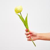 Yellow Tulip Spray - Set of 6

heart
