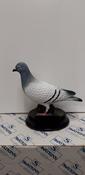 Elite Pigeon Award image