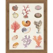<strong>ARTKO</strong> Coral and Shell Collage I 35cm x 45cm Picture By Vision Studio Wooden Frame