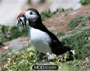 Puffin Fishing, Saltees Islands, Wexford