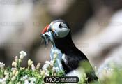 Stunning Puffin, Saltees Islands, Wexford